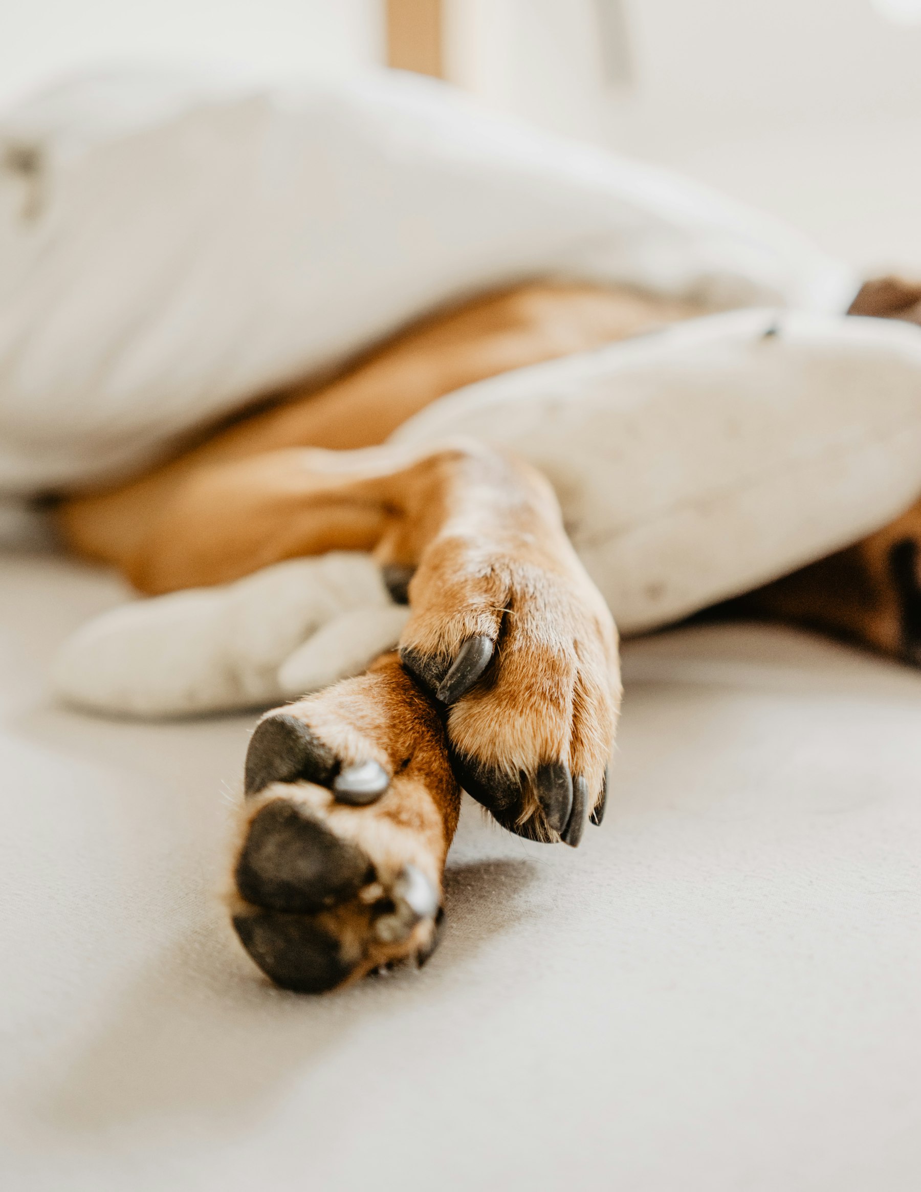 Close-up of a dog's paws