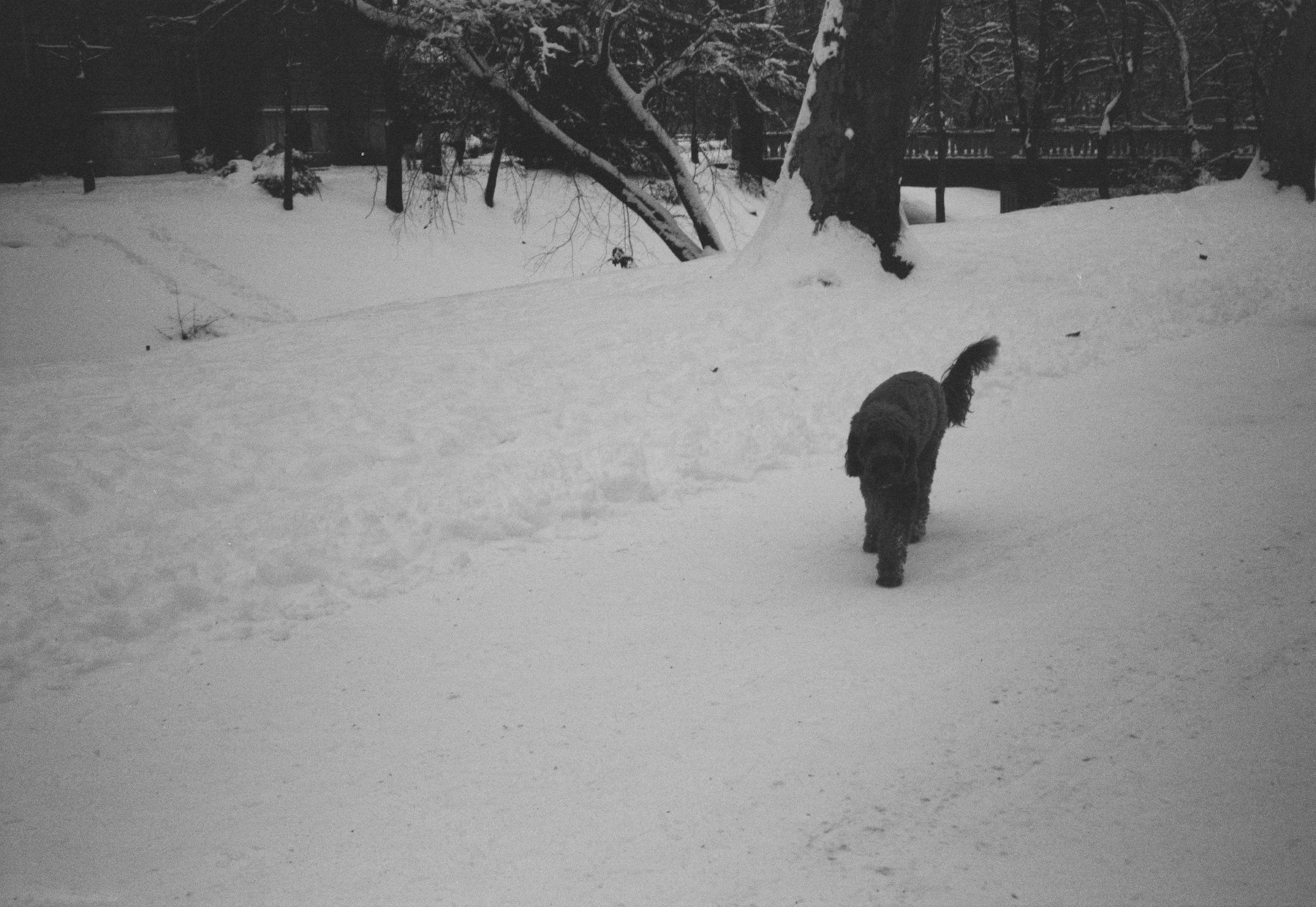 A dog walking through a snowy landscape