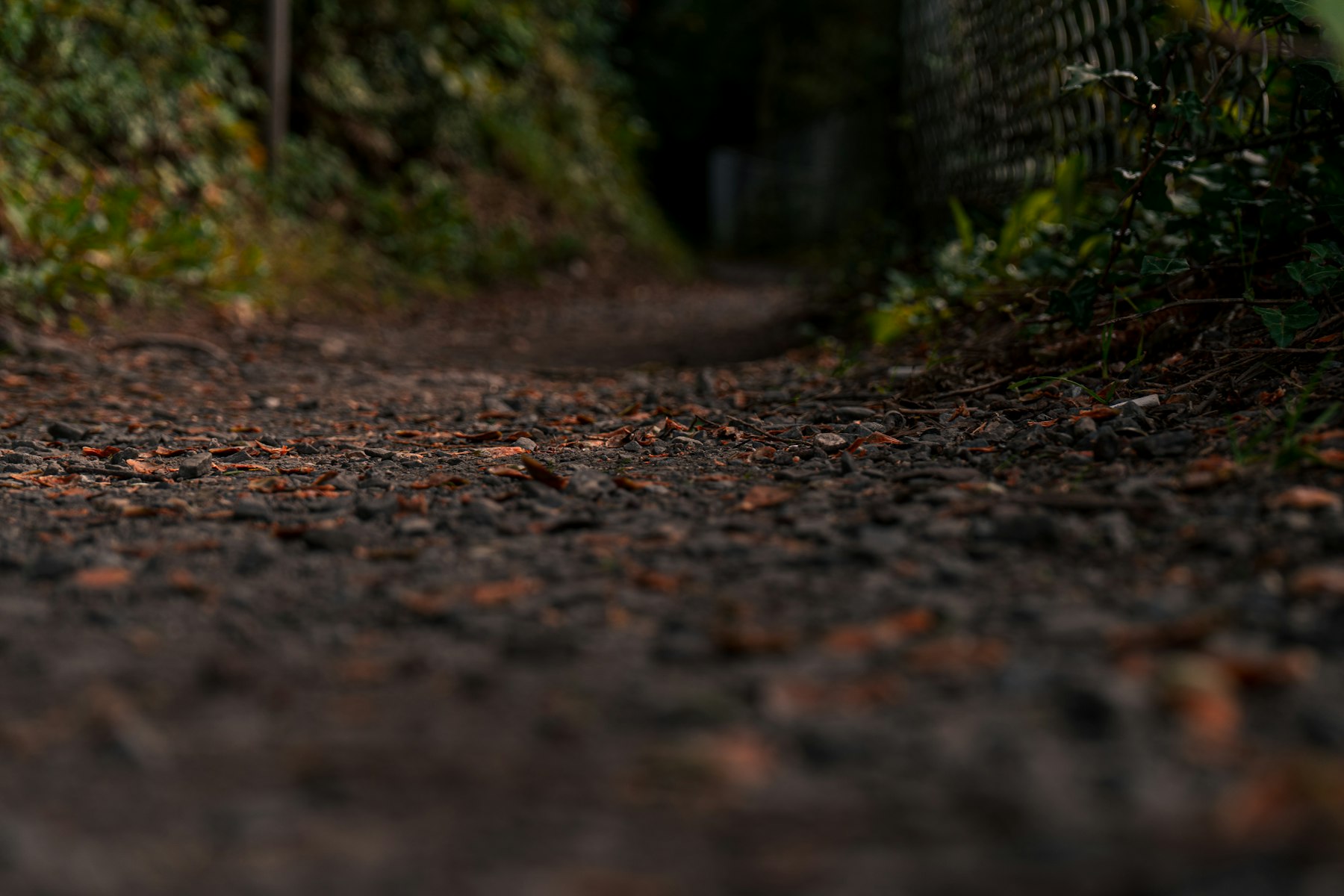 A dog walking down a woodland path