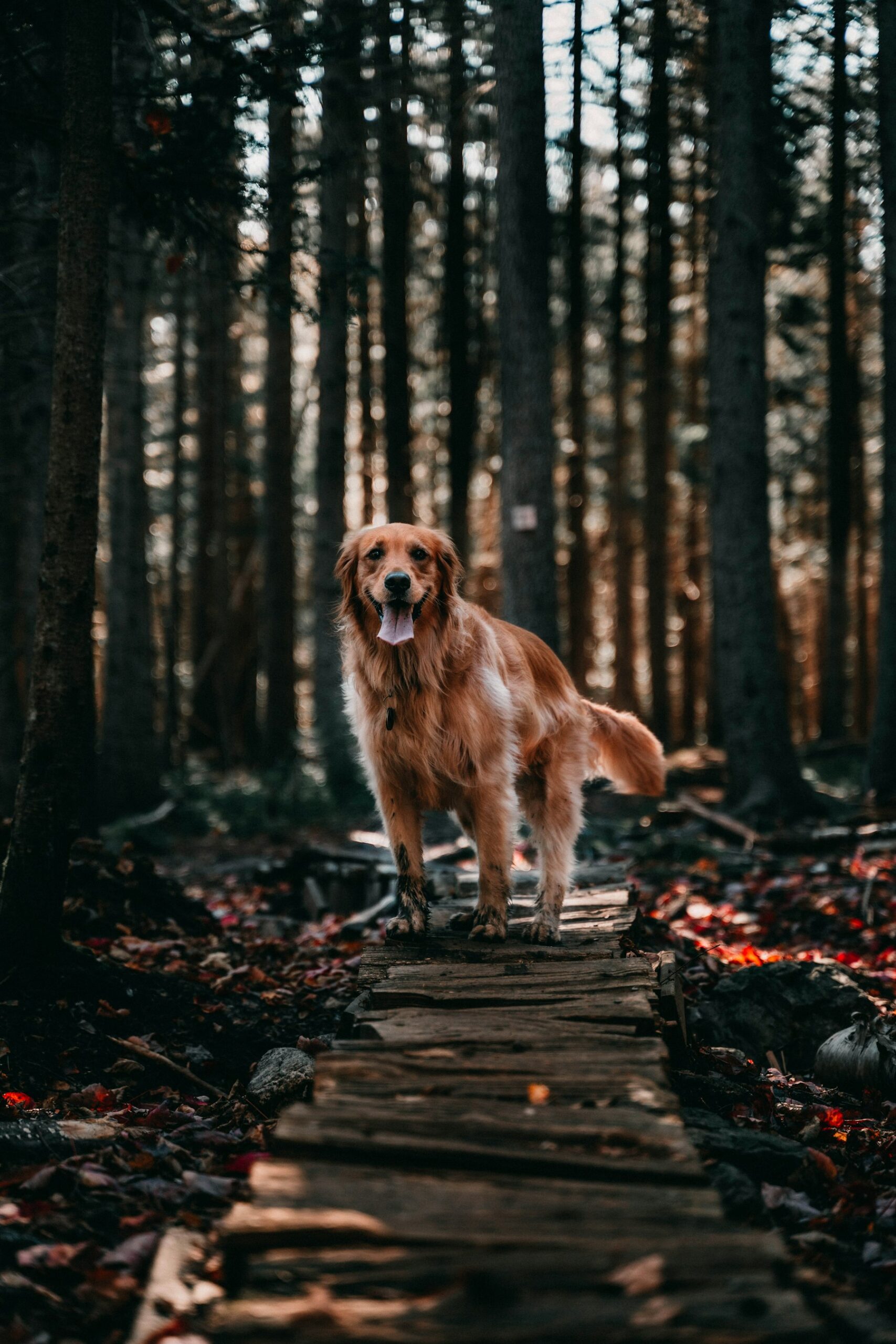 A golden retriever walking through the forest