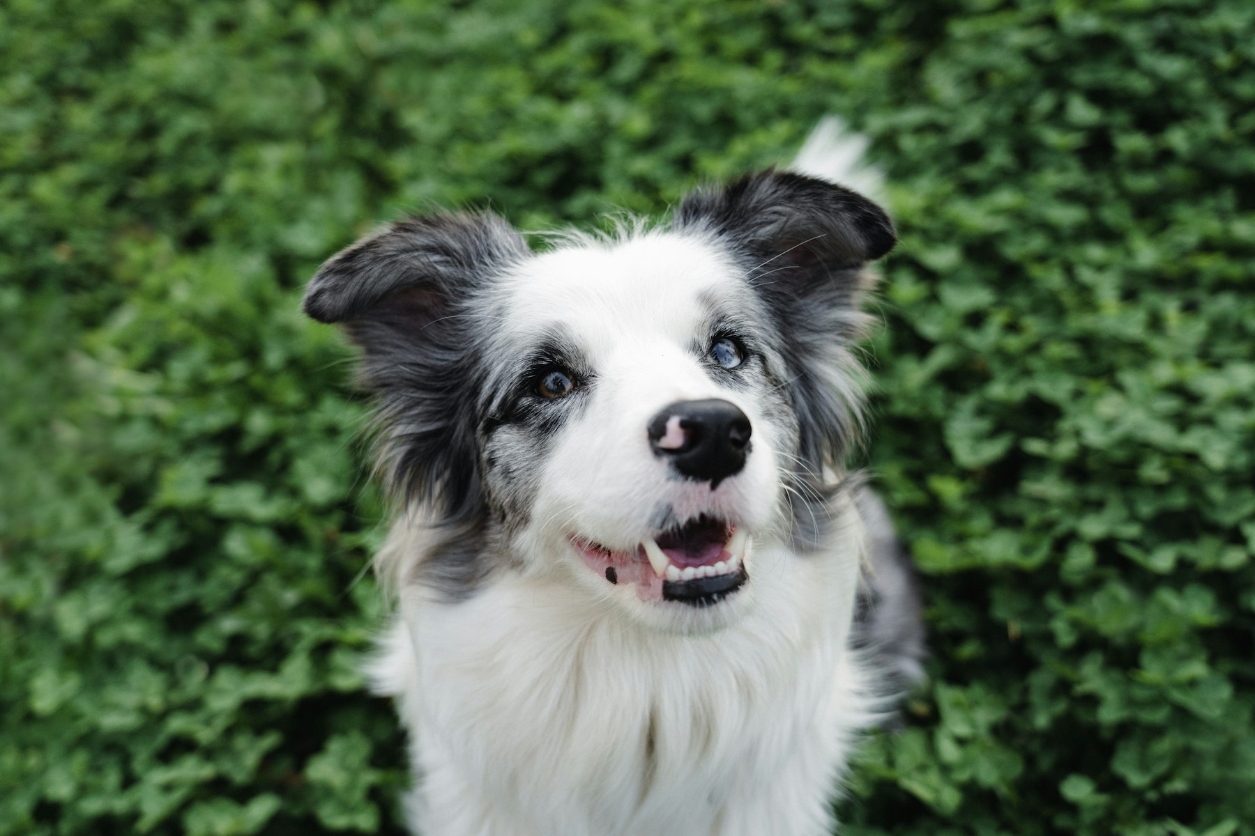 A happy border collie in green grass