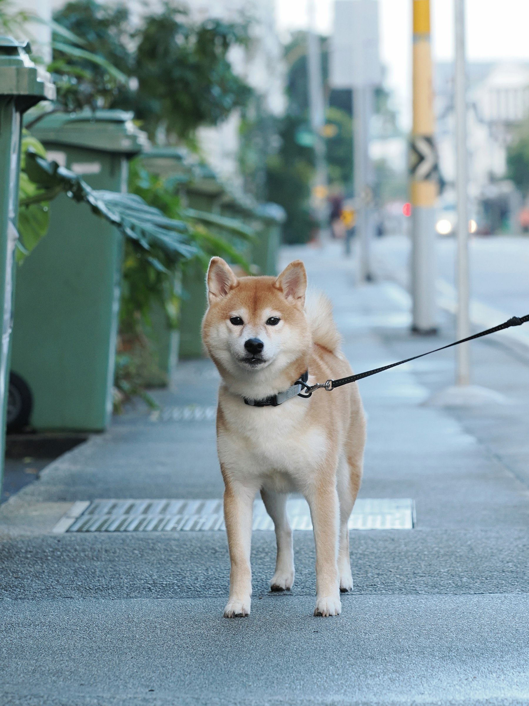 A dog on a leash on a sidewalk