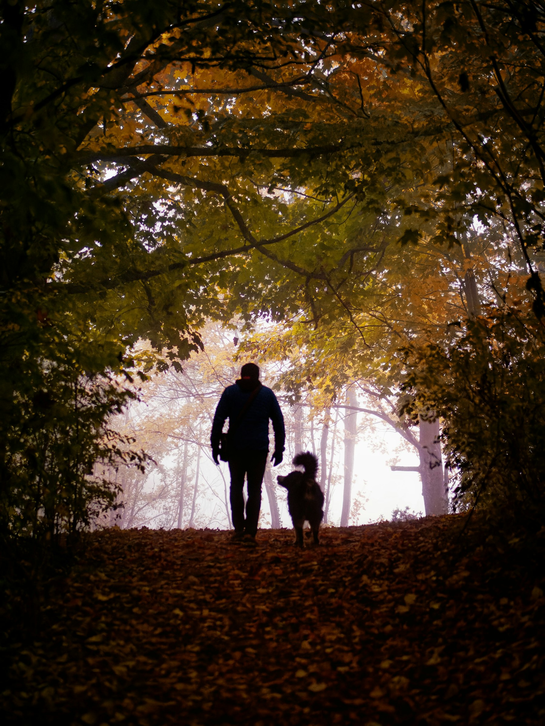A dog walker on a forest trail