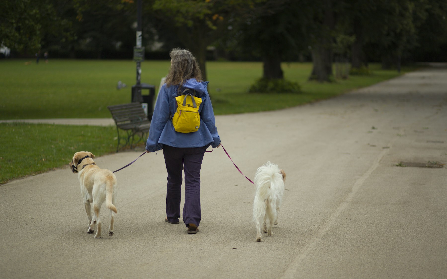 A walker with two dogs on leashes